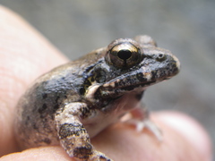 Tomopterna natalensis