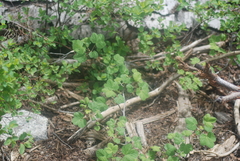Ribes viscosissimum