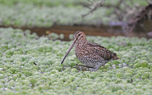 Noble Snipe (Gallinago nobilis), photo 7