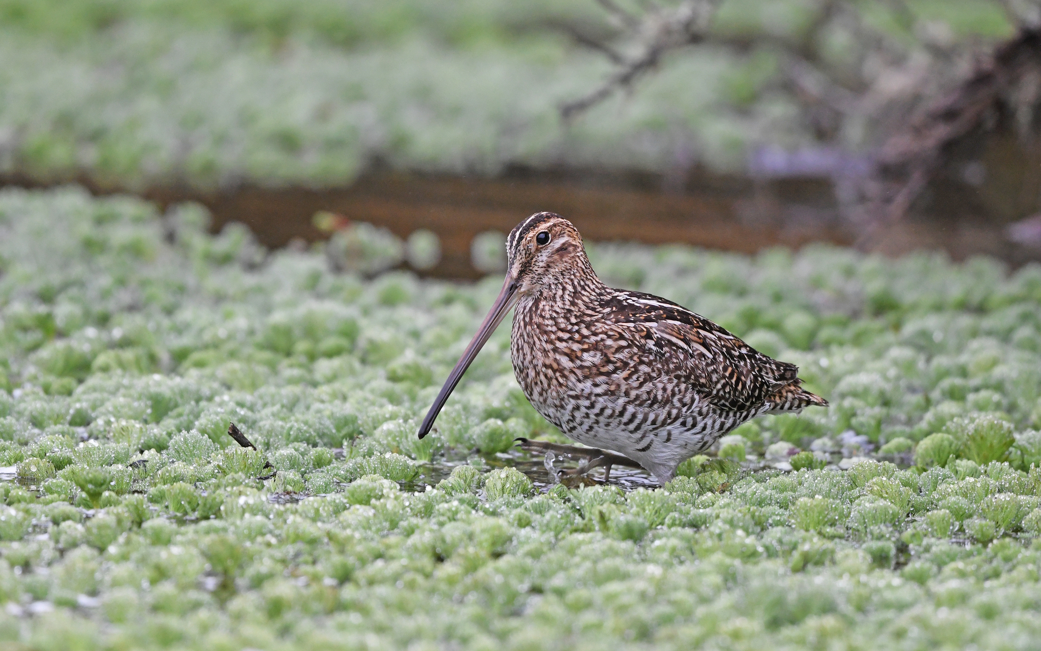 Noble Snipe (Gallinago nobilis), photo 7