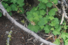 Ribes viscosissimum