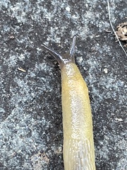 Arion intermedius