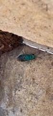 Chrysis conica