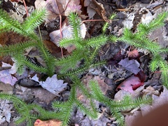 Lycopodium