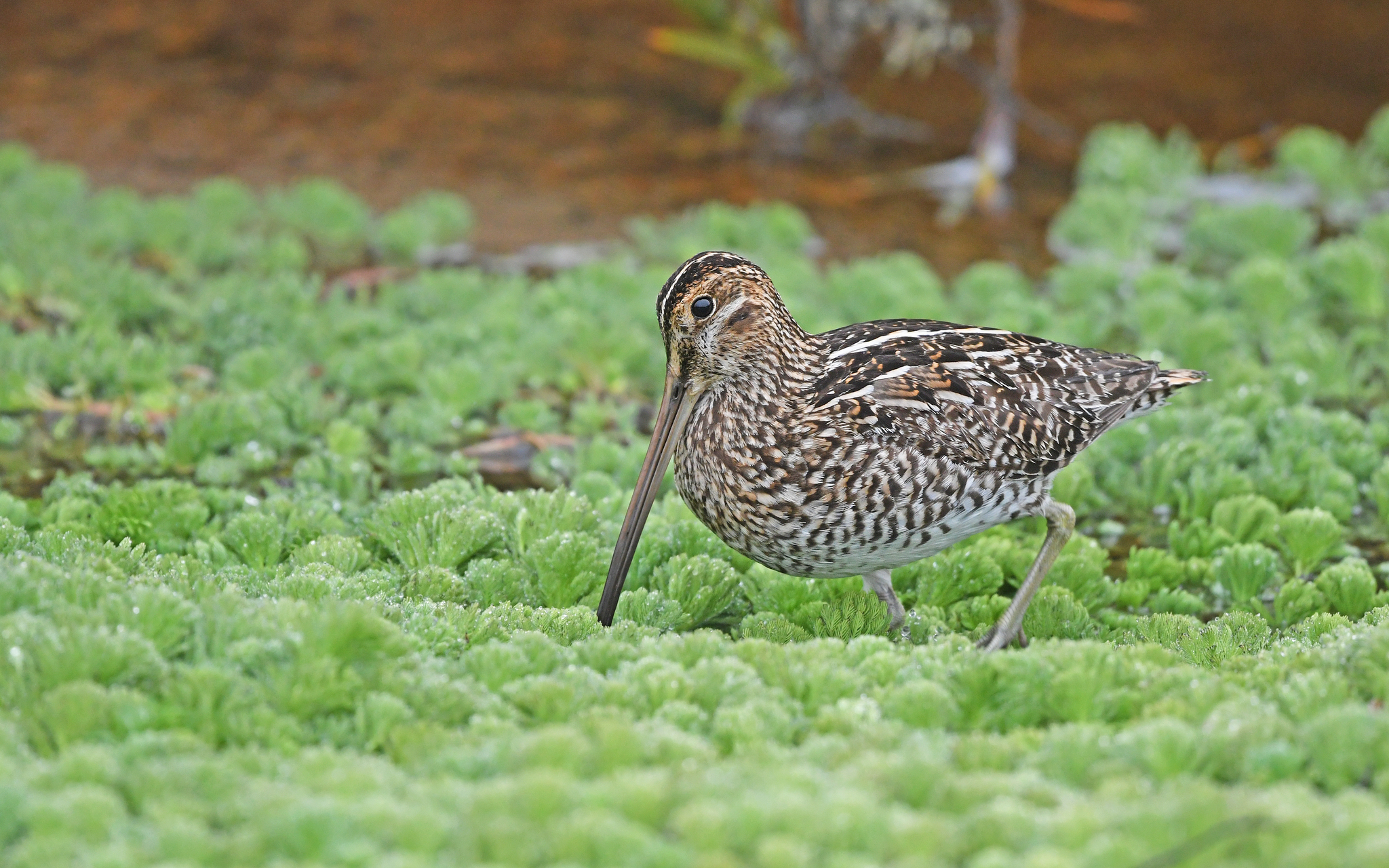 Noble Snipe (Gallinago nobilis), photo 8