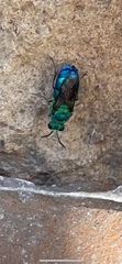 Chrysis conica
