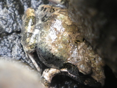 Tomopterna natalensis