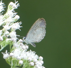 Celastrina lucia