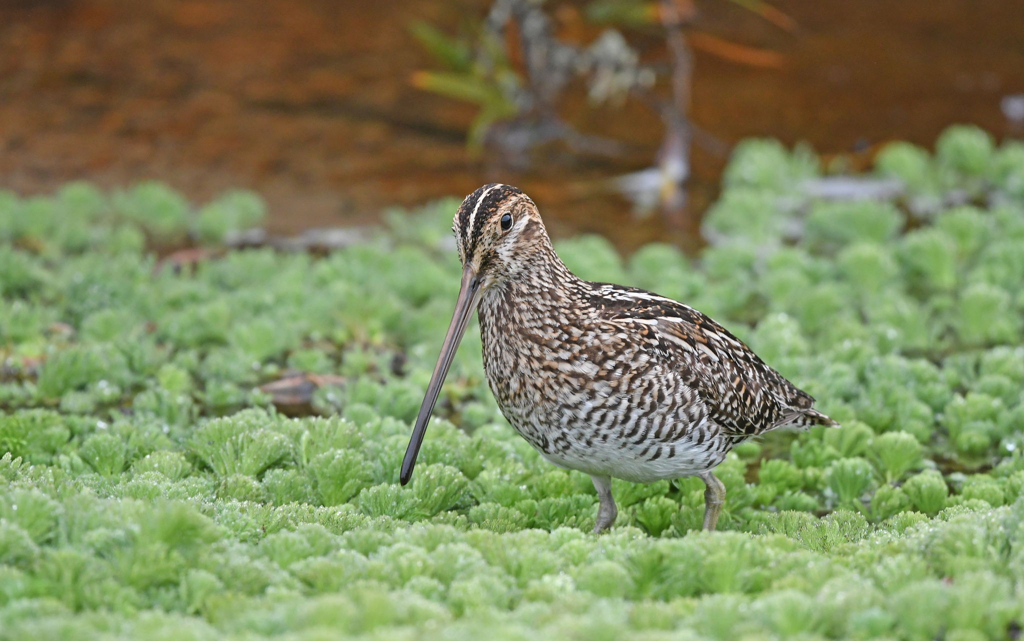 Noble Snipe (Gallinago nobilis), photo 9