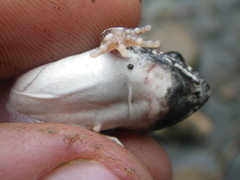 Tomopterna natalensis