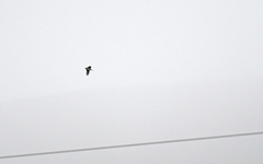Gallinago nobilis