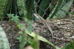 Tropidurus torquatus