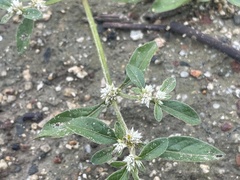 Alternanthera ficoidea