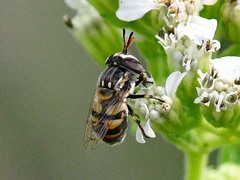 Copestylum marginatum