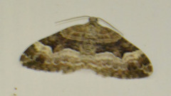Xanthorhoe biriviata