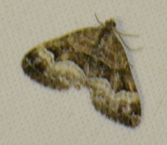 Xanthorhoe biriviata