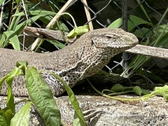 Varanus bengalensis