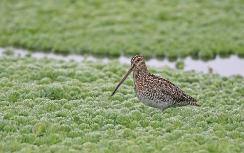 Noble Snipe (Gallinago nobilis), photo 10