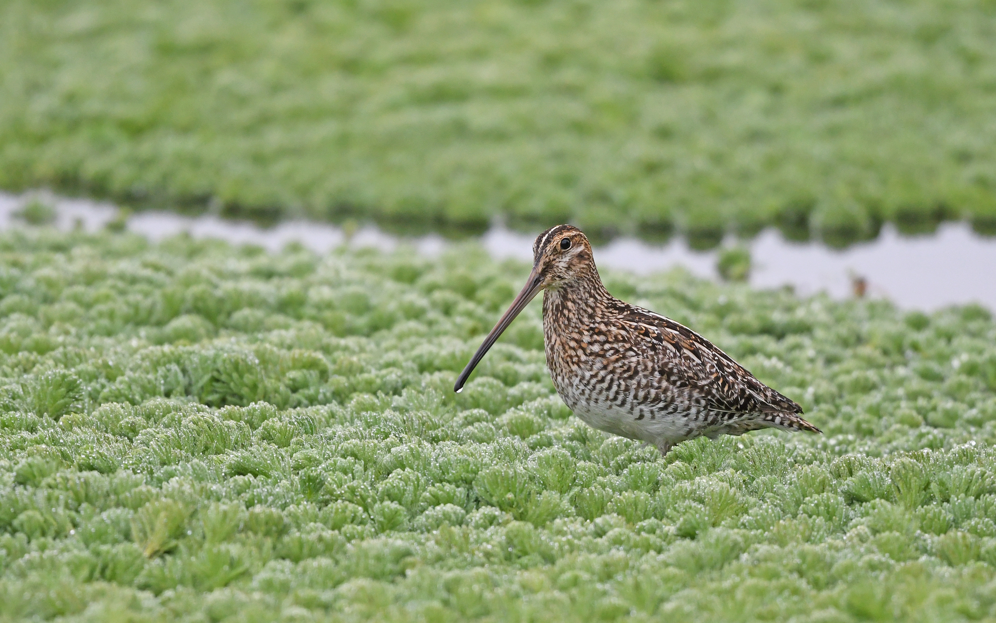 Noble Snipe (Gallinago nobilis), photo 10