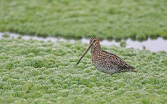 Gallinago nobilis