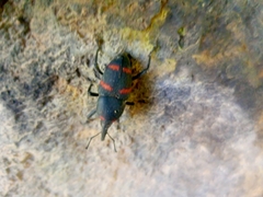Cactophagus spinolae