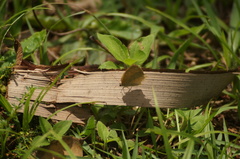 Cissia phronius