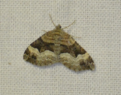 Xanthorhoe biriviata