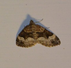 Xanthorhoe biriviata