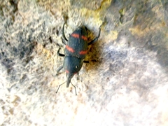 Cactophagus spinolae