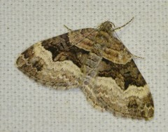 Xanthorhoe biriviata