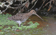 Gallinago nobilis