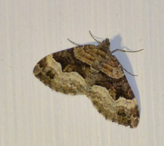 Xanthorhoe biriviata