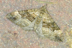 Xanthorhoe biriviata
