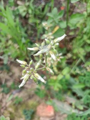 Cerastium glomeratum