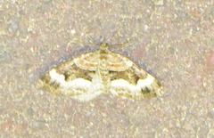 Xanthorhoe biriviata