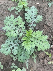 Parthenium confertum