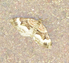 Xanthorhoe biriviata