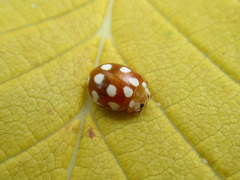 Vibidia duodecimguttata