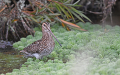 Gallinago nobilis