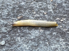 Arion intermedius