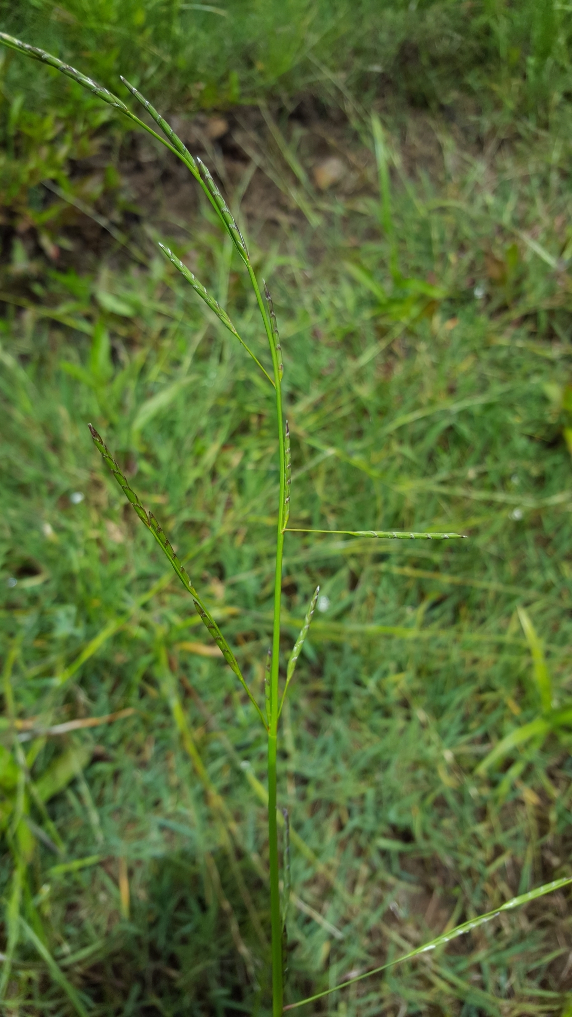 (c) François Rousseu, certains droits réservés (CC BY-NC) https://www.inaturalist.org/observations/138528381
