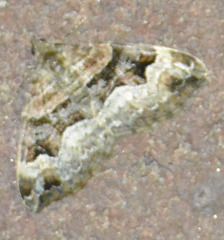 Xanthorhoe biriviata