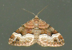 Xanthorhoe biriviata