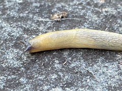 Arion intermedius