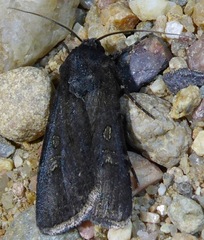 Euxoa punctigera