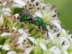 Augochloropsis metallica
