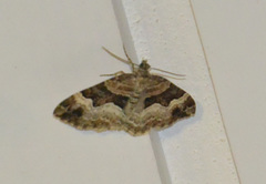 Xanthorhoe biriviata