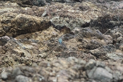 Todiramphus sanctus vagans