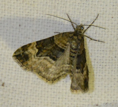 Xanthorhoe biriviata