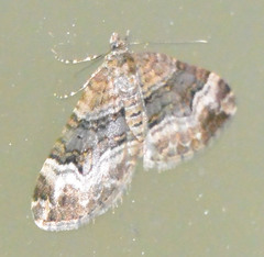 Xanthorhoe biriviata